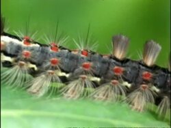 BCU Pan right along body of Vapourer Moth Caterpillar, to head eating leaf, UK Stock Footage