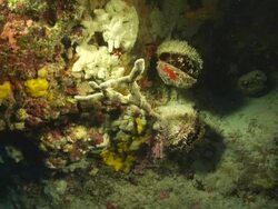 MS Shot of Several thorny oysters attached to reef wall / Pemba, Cabo Delgado, Mozambique Stock Footage