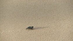 A sea turtle hatchling waddles across sand and toward the surf. Stock Footage