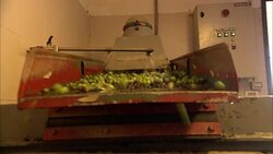 Olives spill off a chute and into a bin. Stock Footage