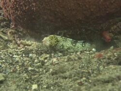 Eel, Snowflake Moray, Moves out of hole, medium close up, Indonesia  Stock Footage