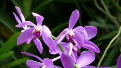 Royal visitors expected at orchid garden News Clip