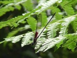 Dragonfly on fern leaf Stock Footage