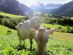 HA Cow grazing in alpine meadow / South Tyrol, Italy Stock Footage