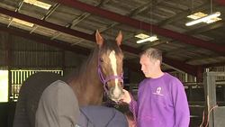 VOICED : Ex racehorses provide comfort to children in need News Clip