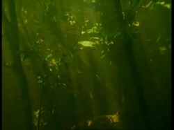 MS underwater view of flooded forest, pan right, Amazon, South America Stock Footage