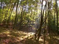 HD TIME LAPSE: Shadows Of Trees Stock Footage