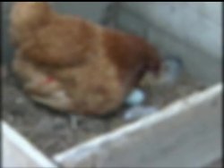 A hen in Mexico has become the sensation of a small village located north of Mexico City, because every day she lays an egg with a green shell News Clip
