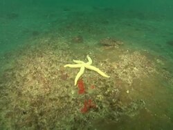 MS POV TS Shot of Starfish resting on reef / Aliwal Shoal, Kwa Zulu Natal, South Africa Stock Footage