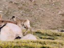 MS TS Shot of tiny newborn bighorn sheep lamb running through herd / Idaho Springs, Colorado, United States Stock Footage