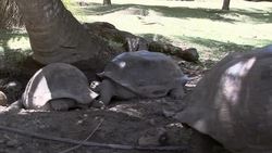 GIANT TORTOISE ISLAND A HIT WITH TOURISTS News Clip