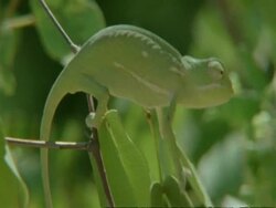 Flapnecked Chameleon, Chamaeleo dilepis, on tree branch, side view, Botswana, Africa Stock Footage