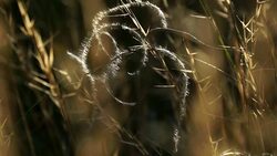 Plants (flowers) in Caucasus Stock Footage