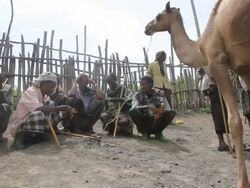 Men gathered at camel fair Stock Footage