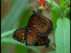 CU Florida Queen Butterflies (Danaus gilippus) mating, USA Stock Footage
