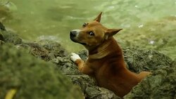 Dog lying at waterfall Stock Footage