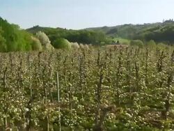 AERIAL Apple orchard Stock Footage