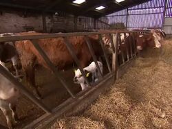 Cattle on a Derbyshire Farm News Clip