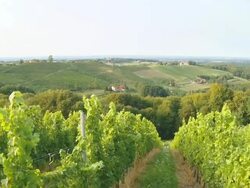 HD STEADY SHOT: Walking Through Vineyard Stock Footage