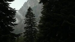 Silhouettes of fir trees and low clouds Stock Footage