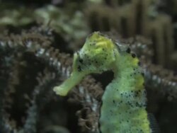 Seahorse 6 - HD 1080/30F Stock Footage