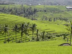 WS View of Paddy field and palm trees at Asia / Jatiluwih, Bali, Indonesia  Stock Footage