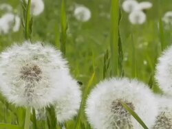 HD DOLLY: Dandelions Stock Footage