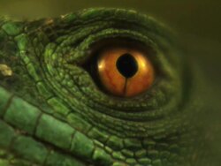 Extreme Close Up Slow Motion - Scaly skin and eye of basilisk lizard, eye blinks showing third eyelid and membrane / Costa Rica Stock Footage