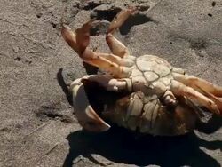 Crab Stock Footage