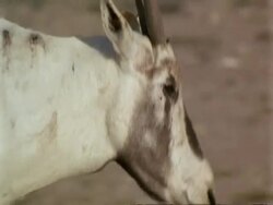 CU injured Arabian Oryx, Oryx leucoryx, walking through desert, Jiddat al Harasis desert, Oman Stock Footage