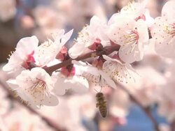 flowering cherry and bee Stock Footage