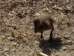 Duckling World Stock Footage