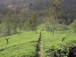 MS PAN Tea plantation in scenic valley, tea crop covers slopes / Nuwara Eliya, Central Province, Sri Lanka Stock Footage