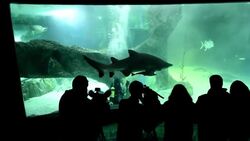 VOICED : La Navidad de los tiburones de Madrid News Clip