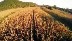 Aero Flight over the corn field Stock Footage