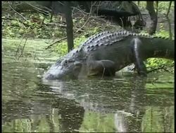 Alligator walking into swamp from bank, Brazos Bend State Park, Texas, USA Stock Footage