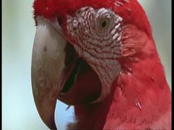 BCU Face of Scarlet macaw, South America Stock Footage