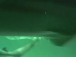 Sand Tiger Shark in the aquarium Stock Footage