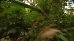 Lush foliage thrives on the forest floor. Stock Footage