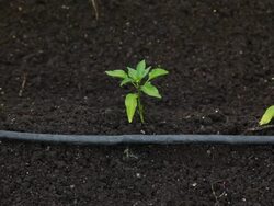 Water Conservation - Drip Irrigation System Stock Footage
