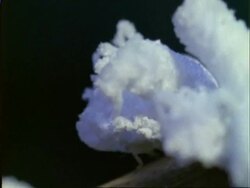 Wooly Aphids ?, CU aphids on branch, walking, Panama Stock Footage