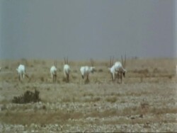 WA Jiddat mirage, group of Arabian Oryx, Oryx leucoryx,  walking in desert away from camera, Jiddat al Harasis desert, Oman Stock Footage