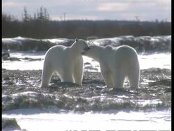 MS Two polar bears greet each other with nuzzling Stock Footage