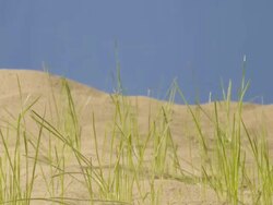 T/L Grass growing in sandy substrate Stock Footage