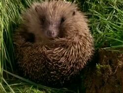 CU Western European Hedgehog (Erinaceus europaeus) curled up on back, uncurls and walks off Stock Footage