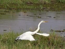 MS TS SLO MO Shot of Great White Egret, egretta alba, taking off from Khwai River / Moremi Reserve, Botswana, South Africa Stock Footage