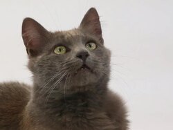 Portrait of grey angora domestic cat looking around against white background Stock Footage