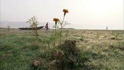 A farmer passes behind marigolds on a dessert farm in India. Stock Footage