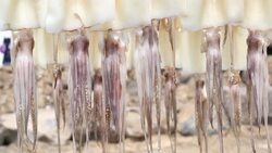Squid ,Raw material dried Stock Footage