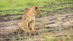 Lion cub resting at wild Stock Footage